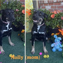 Thumbnail photo of MOLLY #3