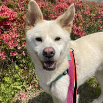 Thumbnail photo of HaengBok #1