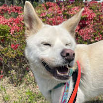 Thumbnail photo of HaengBok #2
