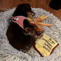 Thumbnail photo of Bree (NJ)-PLAYFUL #2