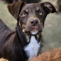 Thumbnail photo of Cadbury #1