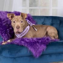Thumbnail photo of OLIVIA #2