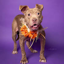 Thumbnail photo of OLIVIA #4