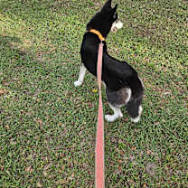 Thumbnail photo of Penny #2