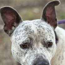 Thumbnail photo of Oreo #2
