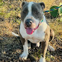Thumbnail photo of Gray #2