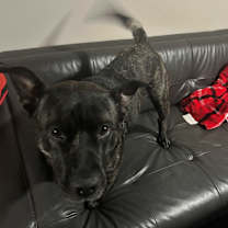 Thumbnail photo of Lily #2
