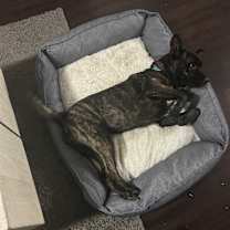 Thumbnail photo of Lily #3