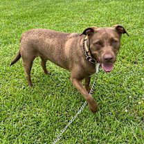Thumbnail photo of Henri #1