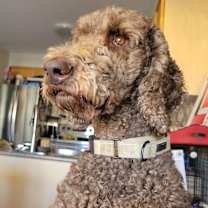 Thumbnail photo of Hubert #2