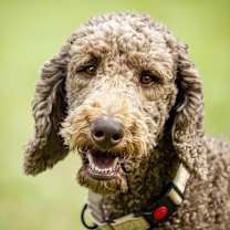 Thumbnail photo of Hubert #3