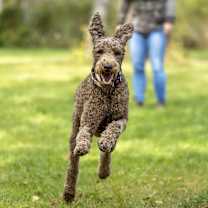 Thumbnail photo of Hubert #4