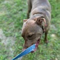 Thumbnail photo of Henri #2