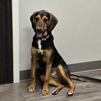 Thumbnail photo of Buckeye #2