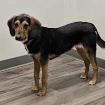 Thumbnail photo of Buckeye #3