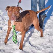 Thumbnail photo of Graham #2