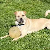 Thumbnail photo of Buddy (Lab/Shar Pei) #1
