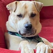 Thumbnail photo of Buddy (Lab/Shar Pei) #2