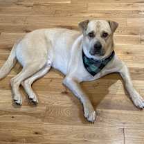 Thumbnail photo of Buddy (Lab/Shar Pei) #3