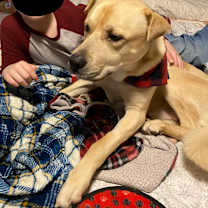 Thumbnail photo of Buddy (Lab/Shar Pei) #4