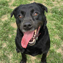 Thumbnail photo of Maybelle(AKA Maggie) #1