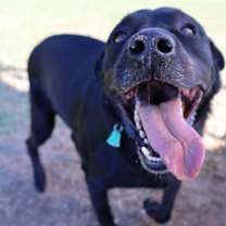 Thumbnail photo of Maybelle(AKA Maggie) #3