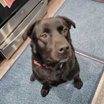 Thumbnail photo of Maybelle(AKA Maggie) #4