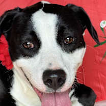 Thumbnail photo of Nessa #4