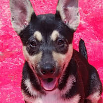 Thumbnail photo of Rocket #1