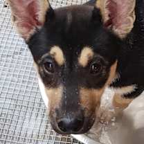 Thumbnail photo of Rocket #2