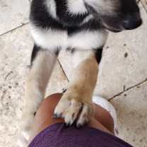 Thumbnail photo of Rocket #4