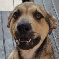 Thumbnail photo of Sammy #2