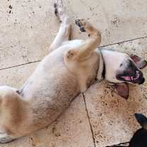Thumbnail photo of Sammy #3