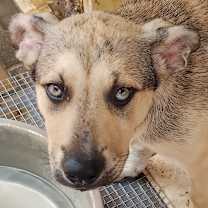 Thumbnail photo of Sammy #4