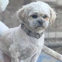 Thumbnail photo of Rexie #1