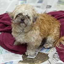 Thumbnail photo of Rexie #3