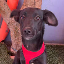 Thumbnail photo of Moxie #1