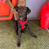 Thumbnail photo of Moxie #2