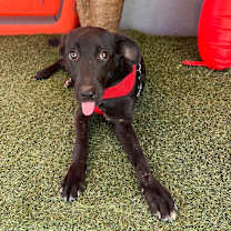 Thumbnail photo of Moxie #3
