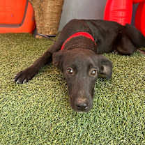 Thumbnail photo of Moxie #4