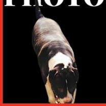 Thumbnail photo of Rooster #4