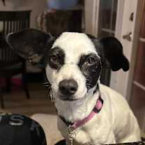 Thumbnail photo of Vesta #2