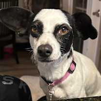 Thumbnail photo of Vesta #3