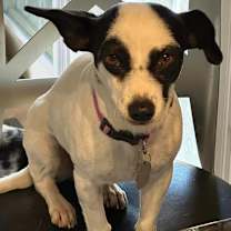 Thumbnail photo of Vesta #4