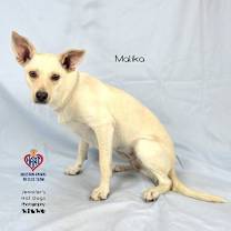 Thumbnail photo of Malika #2
