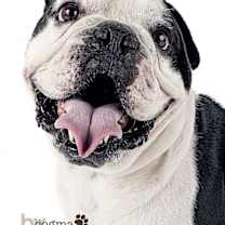 Thumbnail photo of Oreo #3