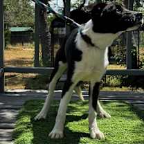 Thumbnail photo of Gracie #1