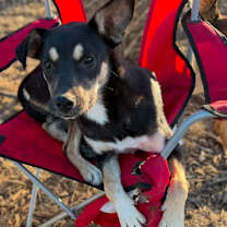 Thumbnail photo of Lila #1