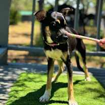 Thumbnail photo of Lila #2