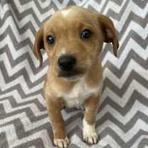 Thumbnail photo of Cheerio #3
